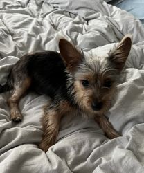 2 Chorkie Puppies looking for homes
