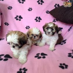 Beautiful Chorkie Puppys