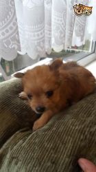Beautiful Miniture Chorkie Puppy