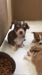 beautiful chorkie puppies for lovely homes