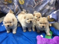 marvelous Chow Chow Puppies