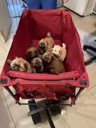 AKC Chow chow puppies
