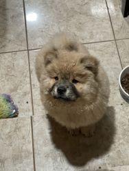 Akc chow puppies