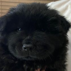 3month chow chow for sell