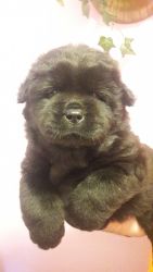 Chow Chow puppies