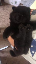 For Sale Chow Chow puppies