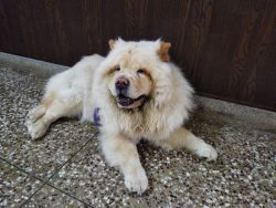 Chow chow 1 year female dog for sale