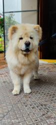 Chow Chow The Blue Mystery