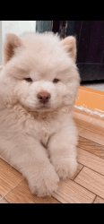 Chow chow puppy for sale in Hyderabad