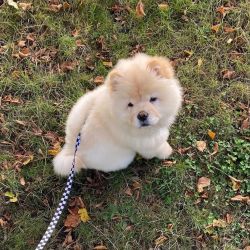 Registered Chow Chow Puppies.