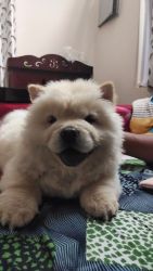 Chow chow puppy with 90 Days male and three vaccinations done