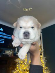 Husky Chows for Sale (7 males 1 female )