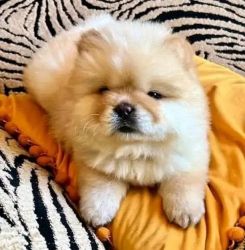Beautiful Chow Chow For Sale