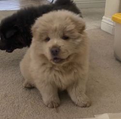 full breed chow chow