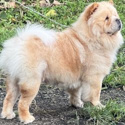 Beautiful Chow chow puppies