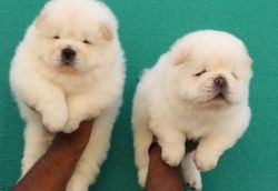 CUTE CHOW CHOW PUPPIES