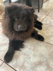 Gorgeous loving 3 year old Rare Black AKC Chow Chow on Oahu