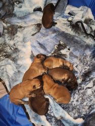 7 Chow Chow Puppies!