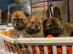 3 females and 1 male AKC chow chows