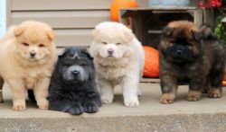Affordable Chow Chow Puppies