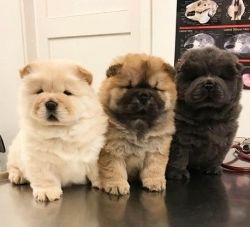 Cute Chow Chow Pups