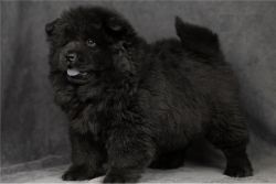 Black Chow Chow Puppies Available