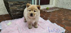 Chow Chow Puppies 7 Wks