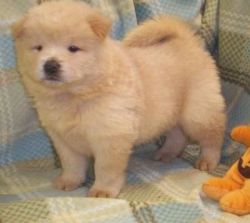 Chow Chow puppies For Sale