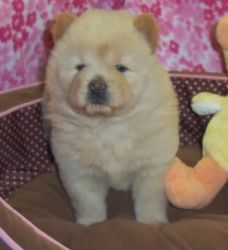 Breath Taking Chow Chow Puppies