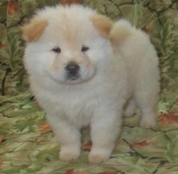 chow chow puppies for any good home