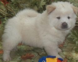 Playful M/f Chow Chow Puppies Available Now