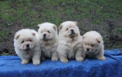 Creamy Chow Chow puppies