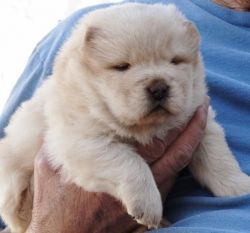Beautiful Chow Chow Puppies Ready