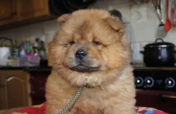 Quality KC reg chow chow puppies