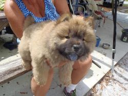 akc cream chow chow puppies
