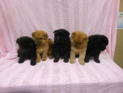 Very Playful Chow Chow Pups For Adoption