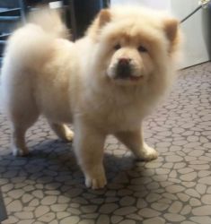 **king** Chow Chow Stud Available **king**