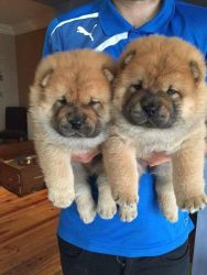 Chow Chow Dogs and Puppies