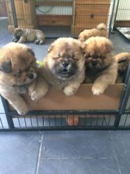 Chow Chow Male For Rehoming