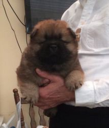Beautiful Kc Registered Chow Chow Pups
