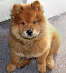 zczx Chow Chow Puppies for Sale