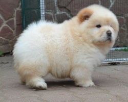 Very healthy and sweet chow chow puppies