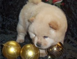 well trained chow chow puppies