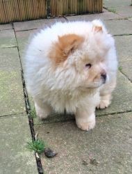 Beautiful Chow Chow Puppies Only 3 Boys Left.