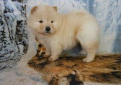 Wanted** Chow Chow Stud Dog
