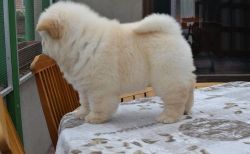 M/F Chow Chow Puppies Ready