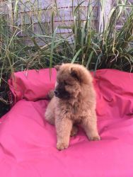 Magnificent Pedigree Chow Chow Puppies