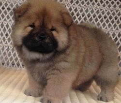 Cute Chow Chow puppies for your kids