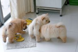 Home Raised Chow Chow Puppies Available Now