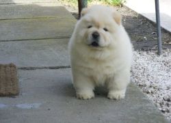Outgoing Chow Chow Puppies For sale